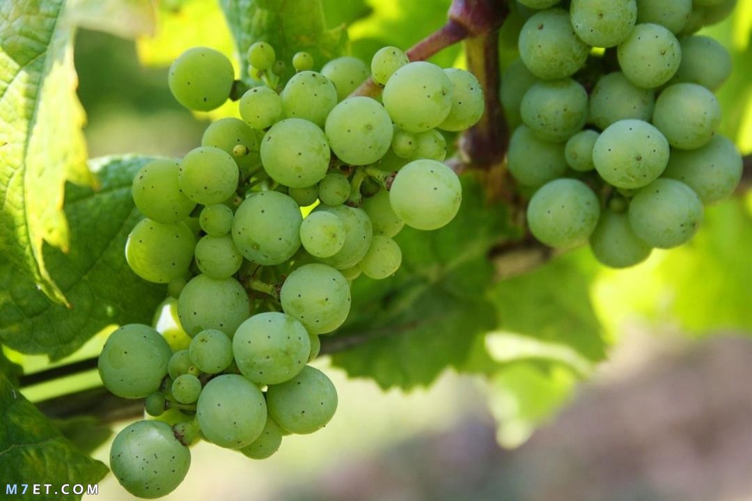 What are the main benefits of green grapes?