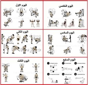 Bodybuilding workout schedule for beginners
