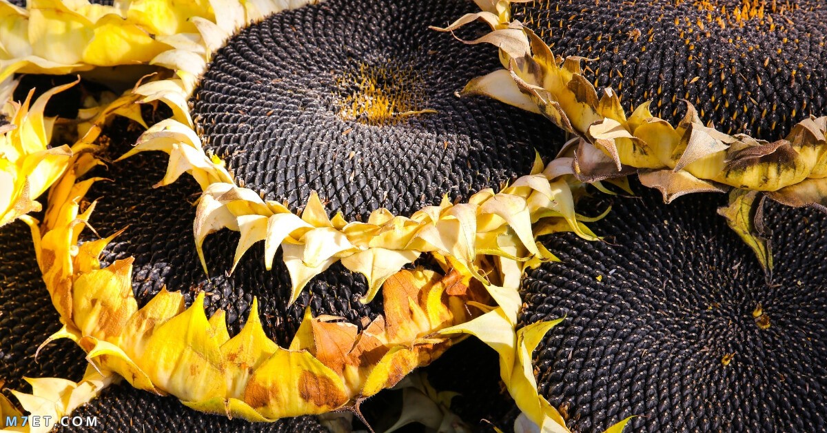 sunflower pulp