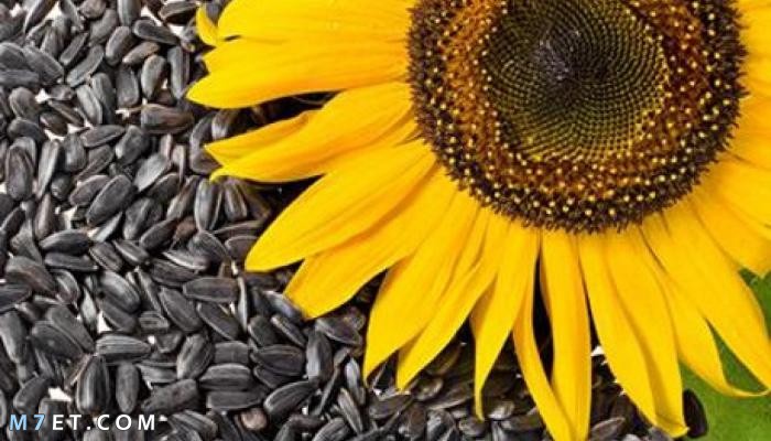The most important information about sunflower pulp