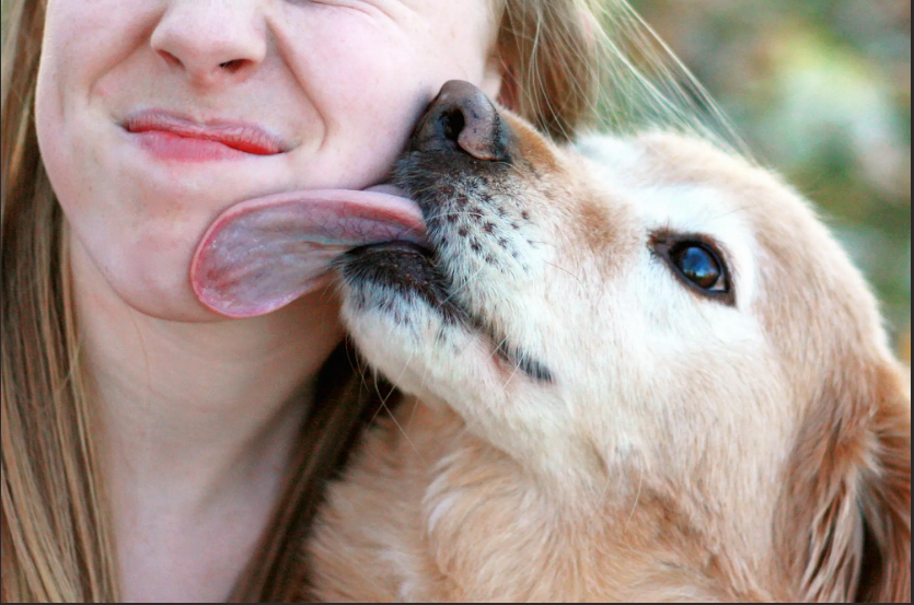 brown dog super dog the dog house guide dogs raw dog dog paw meals for mutts old english sheepdog soft coated wheaten terrier pocket beagle german shepherd puppy price weimaraner puppy borzoi puppy calming treats for dogs agility best flea treatment for dogs flea treatment for dogs german pointer chihuahua rescue arthritis in dogs unkibble beagle dog price topdog glucosamine for dogs havanese puppies for sale dog vitamins pomeranian dog price raw diet for dogs cute dogs afoxolaner